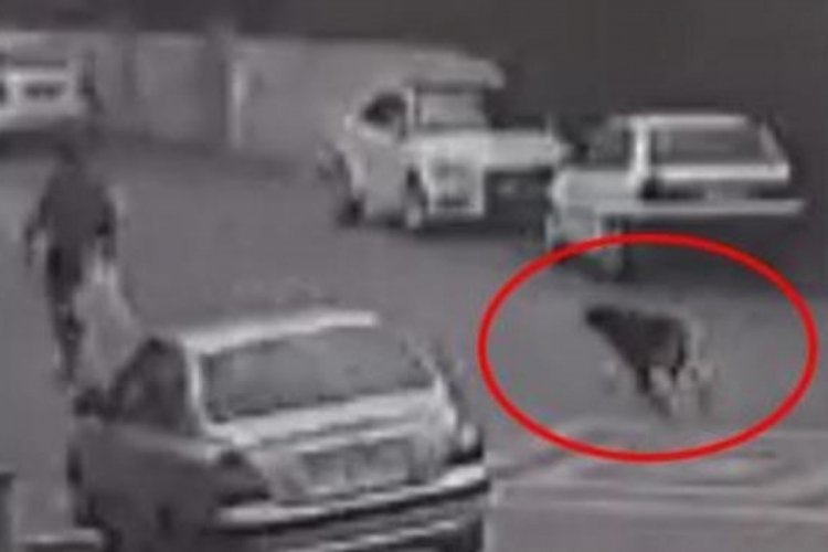 Kırşehir'de k&ouml;peklerin saldırısına uğrayan &ccedil;ocuk yaralandı