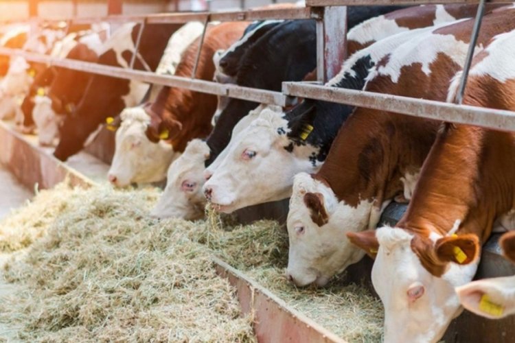 OHAL b&ouml;lgesinde yetiştiricilere şeker yardımı yapılacak