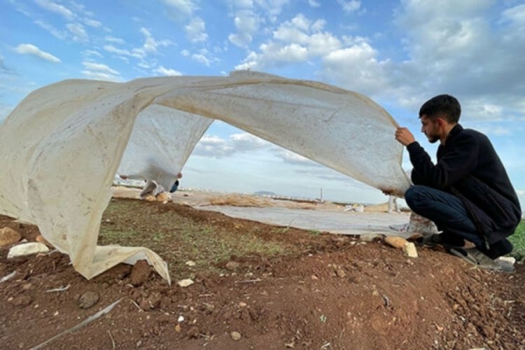 Adıyamanlı depremzede &ccedil;ift&ccedil;iler, t&uuml;t&uuml;n ekimine başladı