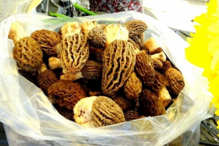 Muğla'da yetişen kuzug&ouml;beği altınla yarışıyor