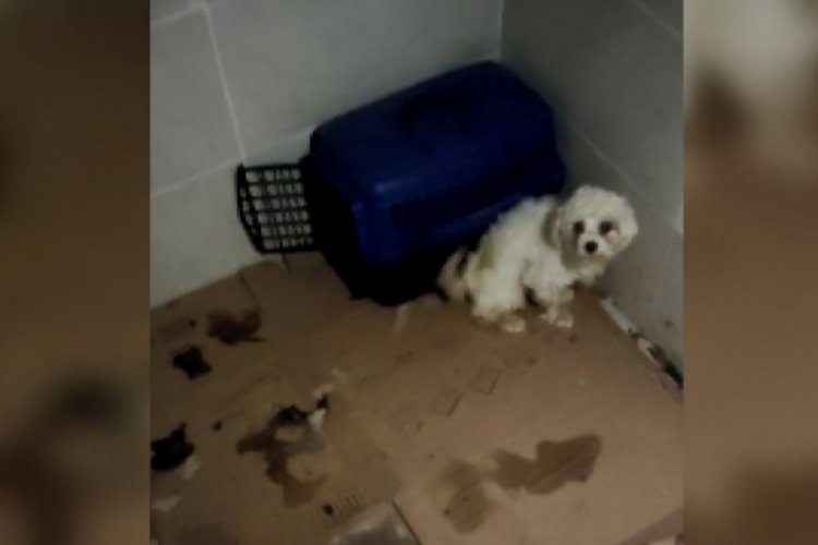 İstanbul'da k&ouml;pek eğitmeni hakkında dolandırıcılık iddiası