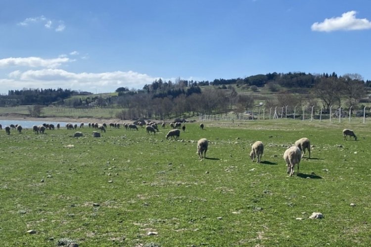 B&uuml;y&uuml;k&ccedil;ekmece G&ouml;l&uuml;nde balıkların yerini koyunlar aldı