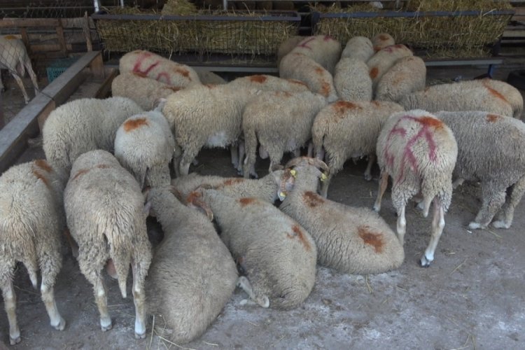Trakya'da şap hastalığı g&ouml;r&uuml;lm&uuml;yor