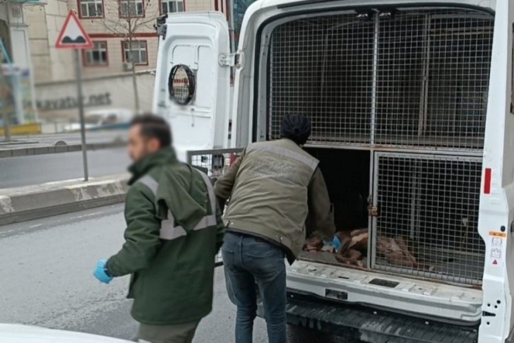 K&uuml;&ccedil;&uuml;k &ccedil;ocuğa saldıran pitpull cinsi k&ouml;peğin sahibi g&ouml;zaltına alındı
