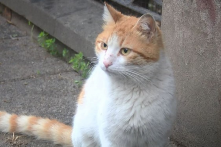 İstanbul Kadık&ouml;y'de 34 kedi &ouml;l&uuml; olarak bulundu