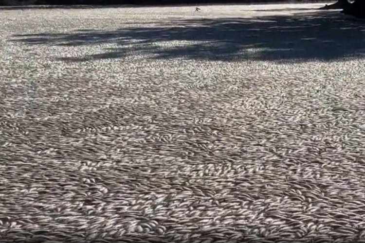 35 kilometrelik bir nehir hattında milyonlarca balık &ouml;ld&uuml;