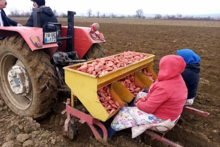 Bursa'da patates ekimi başladı