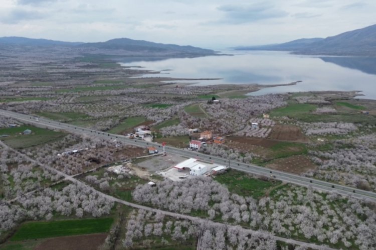 Malatya'da kayısı ağa&ccedil;ları &ccedil;i&ccedil;ek a&ccedil;tı