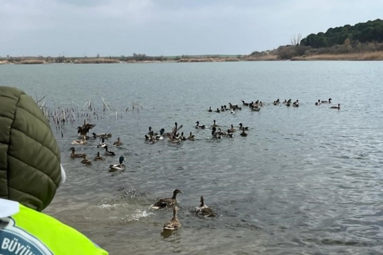 Tekirdağ'da 300 yaban &ouml;rdeği doğaya salındı
