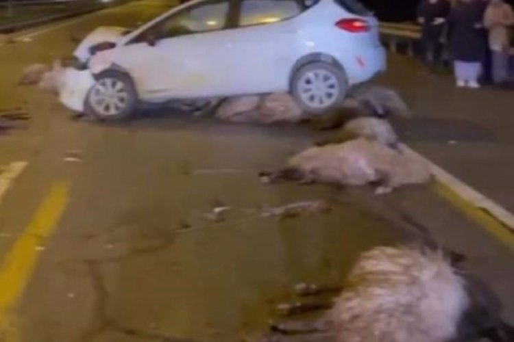 Otomobil s&uuml;r&uuml;ye &ccedil;arptı! 16 koyun telef oldu