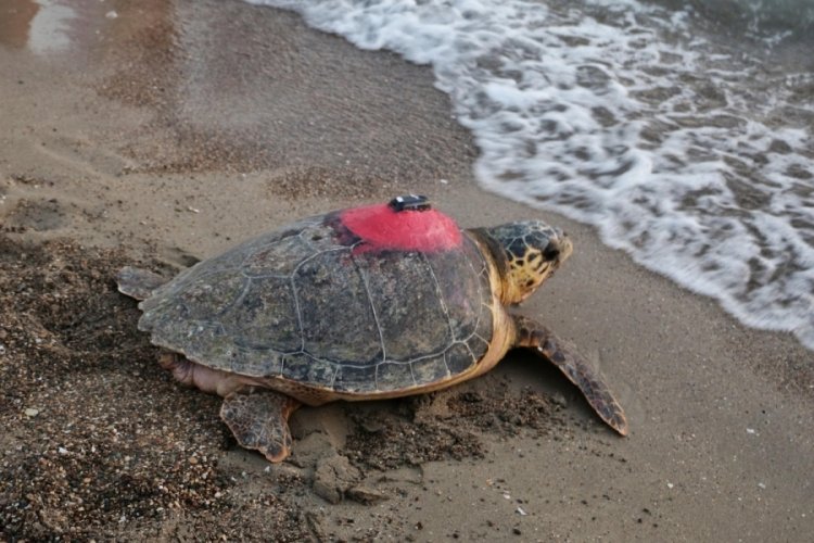 Muğla'da yaralı bulunan caretta caretta 'Tuba'yı 8 milyon kişi izledi