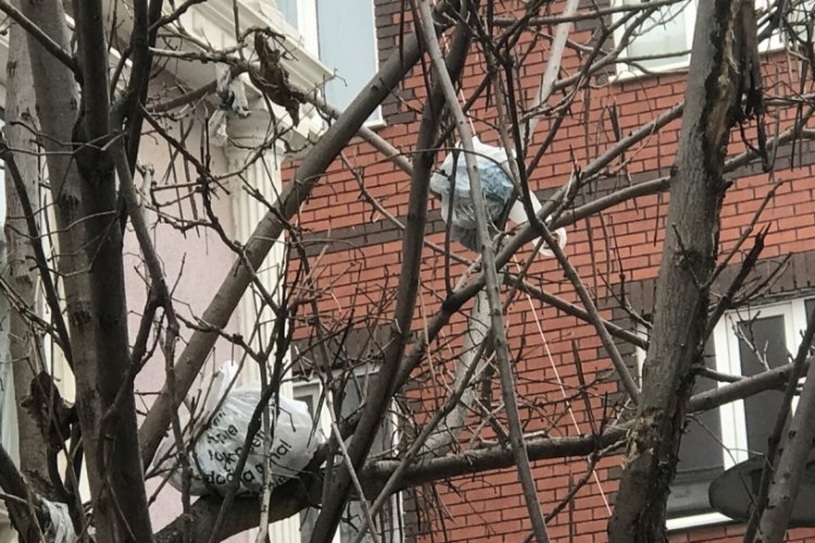 Eskişehir'deki bu ağacın meyvesi &ccedil;&ouml;p poşetleri