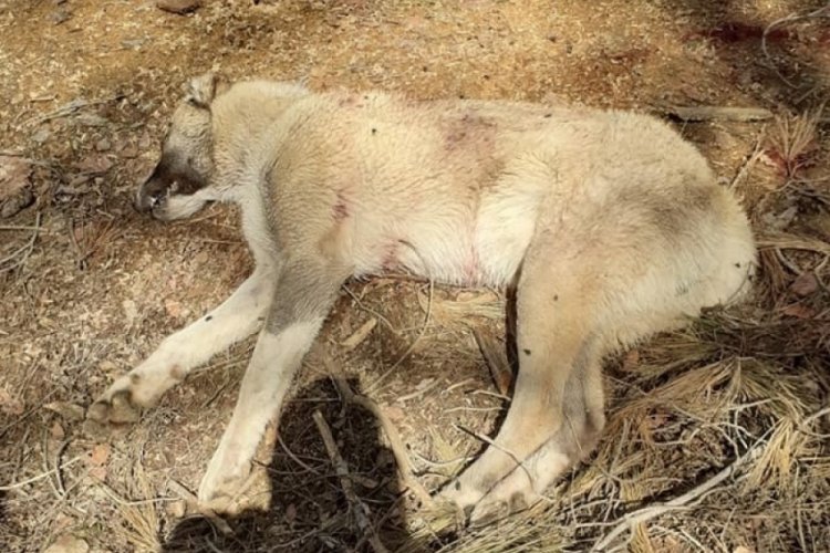 Antalya'da &ccedil;oban k&ouml;peklerini t&uuml;fekle &ouml;ld&uuml;rd&uuml;ler