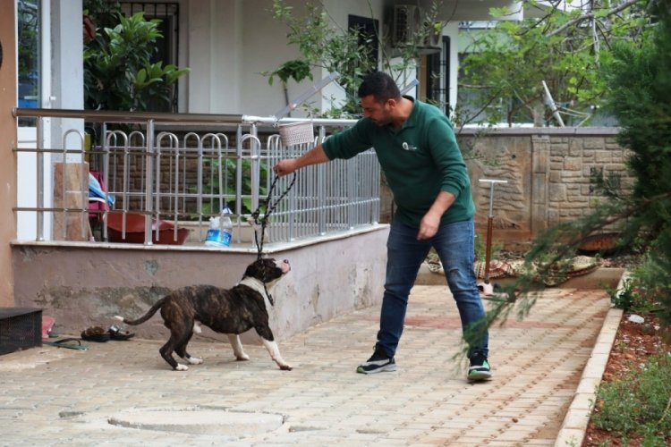 Antalya'da 4 saat s&uuml;ren 'pitbull esareti': Başka bir k&ouml;peği &ouml;ld&uuml;rd&uuml;