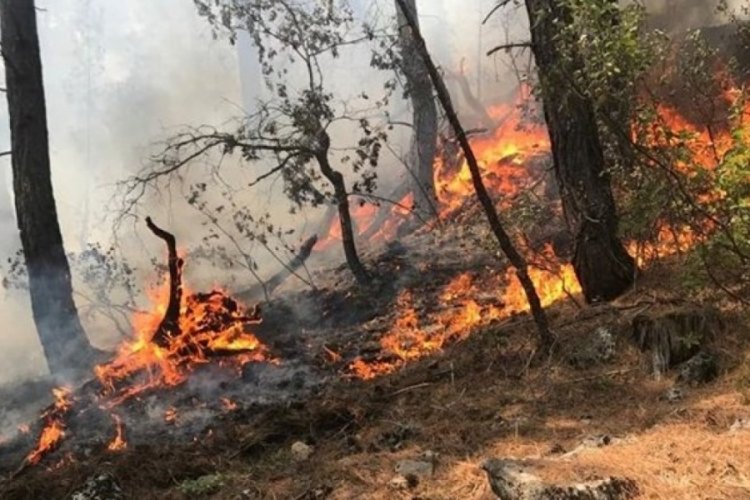 Orman kanunu d&uuml;zenlemesi yasalaştı: Yangında hayatını kaybedenler şehit sayılacak