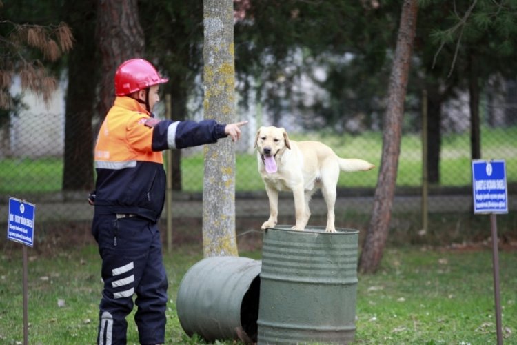T&uuml;rk Silahlı Kuvvetleri'nin eğitimli k&ouml;pekleri Bursa'da yetiştiriliyor