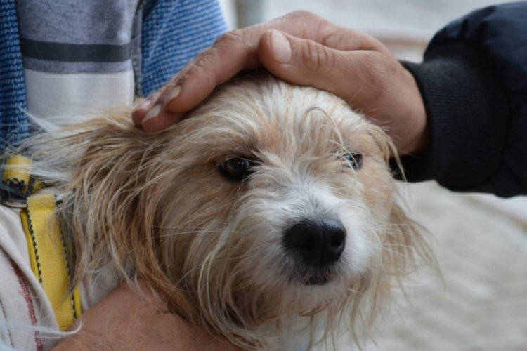 Muğla'da &ccedil;alınan k&ouml;pek Elazığ'da bulundu