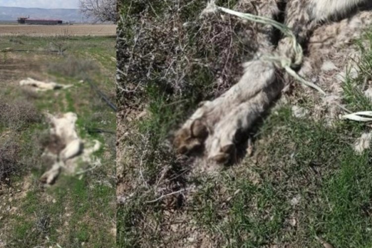 Kayseri'de vahşet! Ayakları bağlanmış halde k&ouml;pek &ouml;l&uuml;leri bulundu