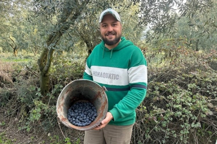Bursa'nın zeytin hasadı şaşırttı