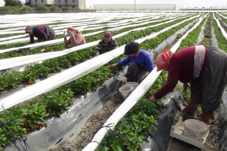 Mersin'de a&ccedil;ıkta &ccedil;ilek hasadı başladı: 80 bin ton &uuml;r&uuml;n bekleniyor