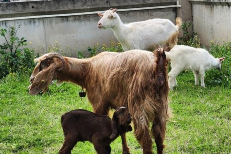 Hatay'da yeni doğan ke&ccedil;iye veterinerin adı verildi