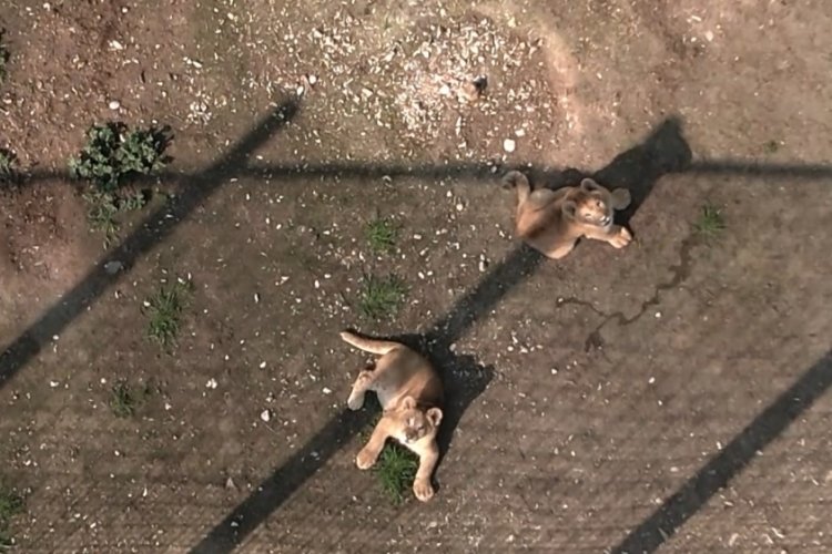 Bursa'nın hayvanat bah&ccedil;esinde minik aslanlar ilk defa dron g&ouml;rd&uuml;