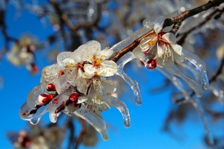Meteoroloji'den 'zirai don' uyarısı!
