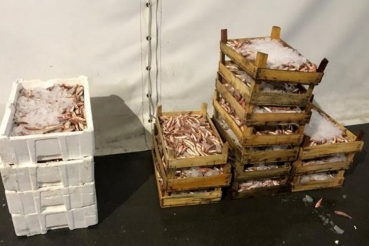 İstanbul'da tonlarca balığa el konuldu