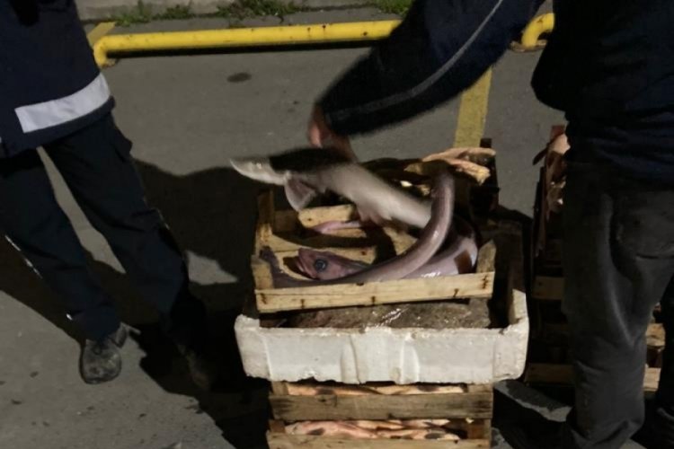 İstanbul'da su &uuml;r&uuml;nleri denetiminde camg&ouml;z k&ouml;pek balığı ele ge&ccedil;irildi