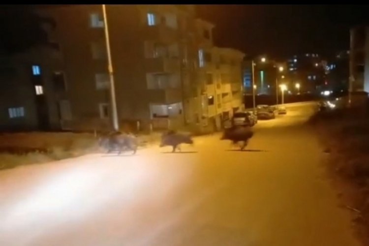Karab&uuml;k'te şehir merkezine domuz s&uuml;r&uuml;s&uuml; indi