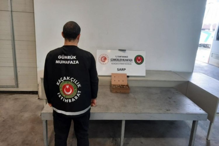Sarp Sınır Kapısı'nda 250 adet su kaplumbağası ele ge&ccedil;irildi