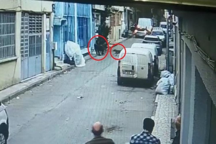 Bursa'da Pitbull k&ouml;pekleriyle husumetlisine saldıran baba oğul ağır cezada yargılanacak