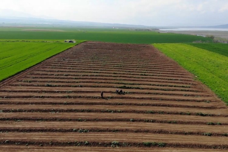 Depremzede &ccedil;ift&ccedil;iler &uuml;retmek i&ccedil;in tarlalarına d&ouml;nd&uuml;!