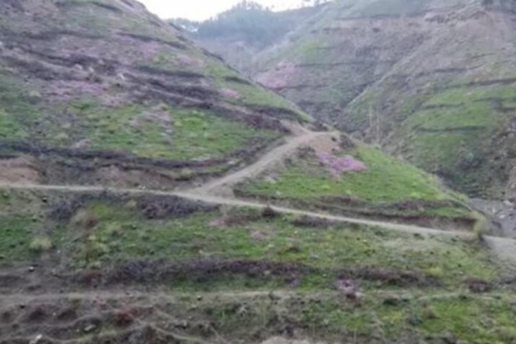 Adana'da yanan ormanlık alanda yetişen mantarının fiyatı altın değerinde
