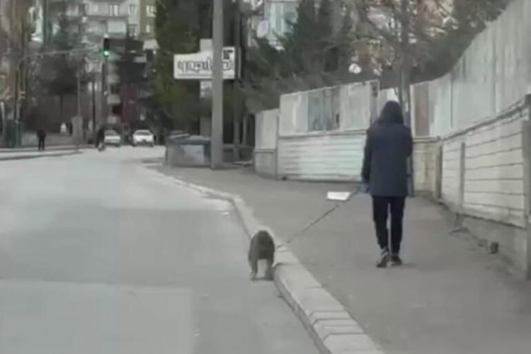 Konya'da &ccedil;alınan k&ouml;pekleri bulununca 66 bin lira ceza yedi