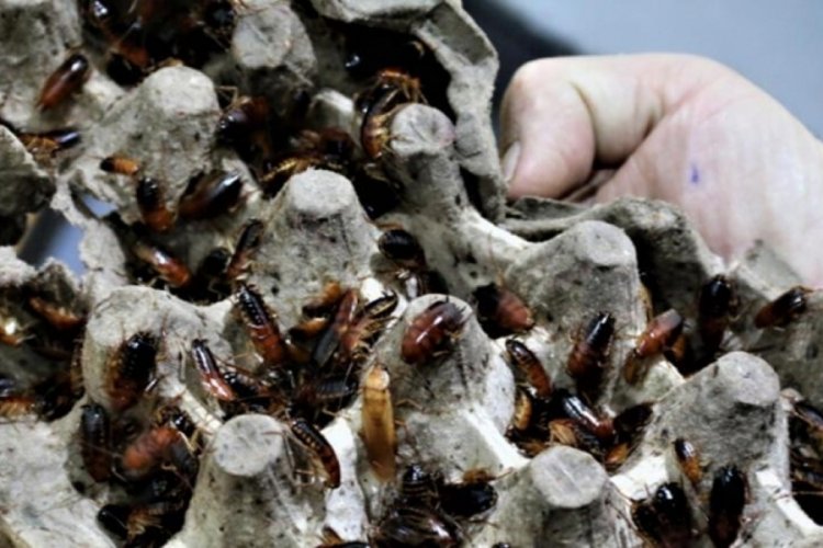 Hamam b&ouml;cekleri para kazandırıyor
