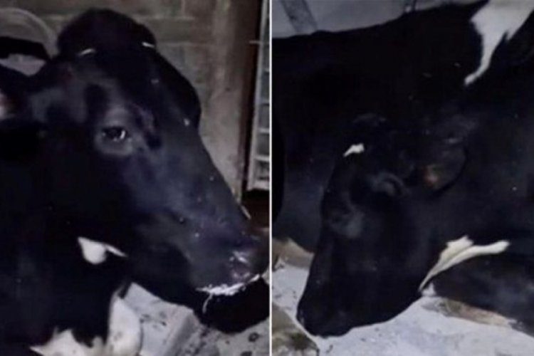 İnek s&uuml;t vermemek i&ccedil;in uyku taklidi yapıyor