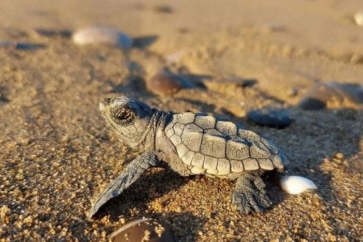 Uzmanlardan carettalar i&ccedil;in vatandaşlara uyarı!
