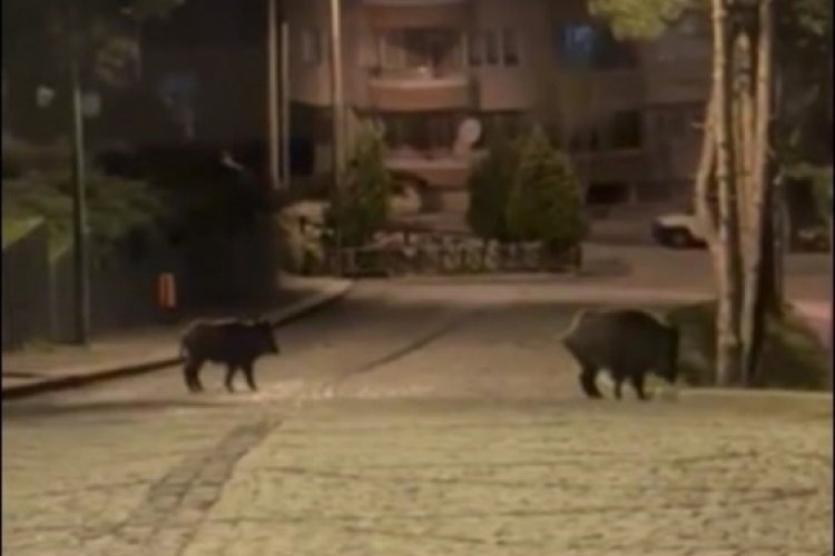 Konya'da a&ccedil; kalan domuzlar şehre indi