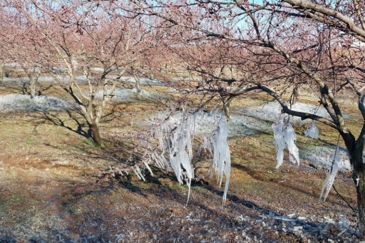 Malatya'da kayısı ağa&ccedil;ları buz tuttu
