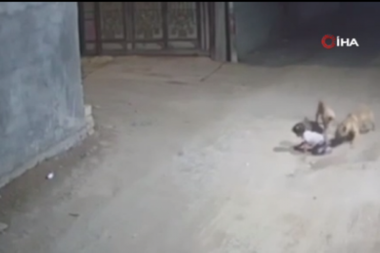 Irak'ta sokak k&ouml;pekleri bebeğe saldırdı!