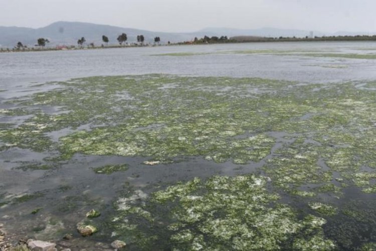 İzmir K&ouml;rfezi'nde son 1 yıldır deniz marulları duruyor