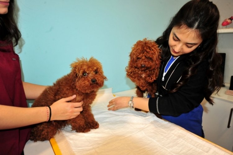 T&uuml;rkiye'ye ka&ccedil;ak getirilen k&ouml;pekler HAYTAP tarafından Bursa'da tedavi ediliyor