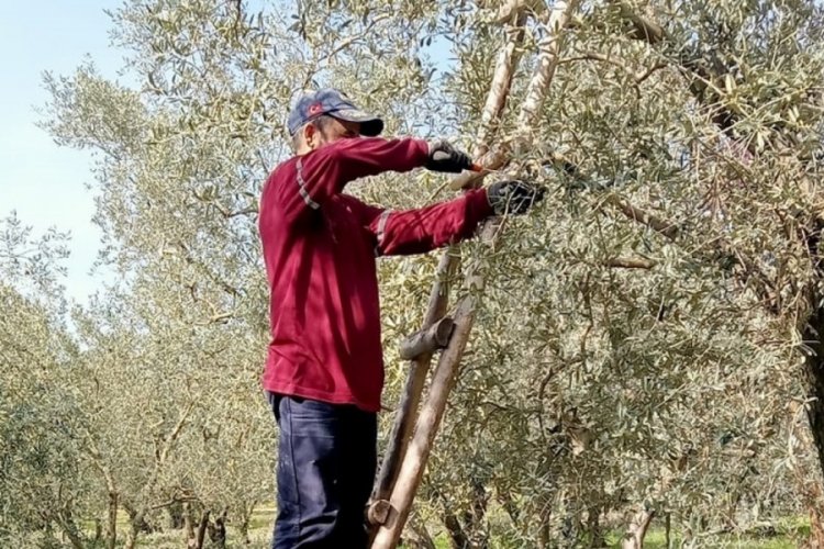 Bursa Orhangazi İl&ccedil;e Tarım M&uuml;d&uuml;rl&uuml;ğ&uuml;: Budaması yapılan zeytin ağacı kuraklıktan daha az etkileniyor'