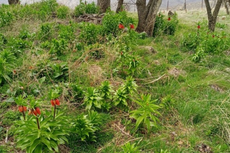Sadece 20 g&uuml;n yaşıyor, koparmanın cezası 244 bin lira
