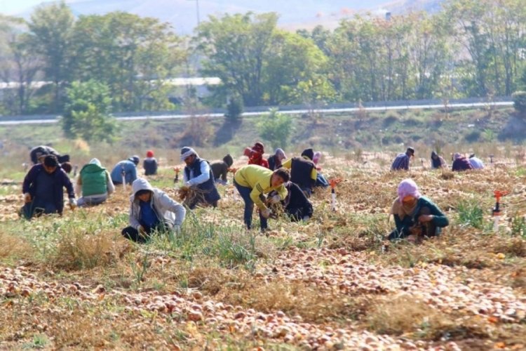 Hasadın artmasıyla soğan fiyatlarının d&uuml;şmesi bekleniyor