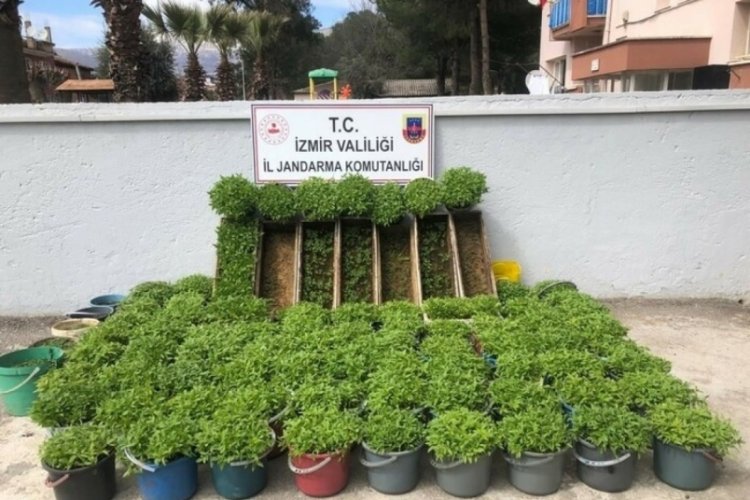 İzmir'de arı kovanında kenevir yetiştiren şahıs yakalandı