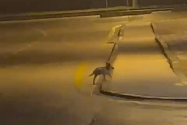 Bolu sokaklarına tilki indi