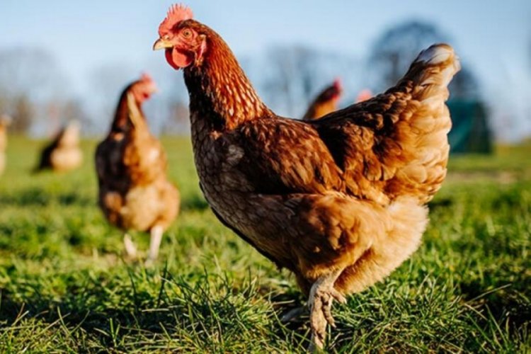 Komşusunun 1100 tavuğunu &ouml;ld&uuml;ren adamın cezası belli oldu