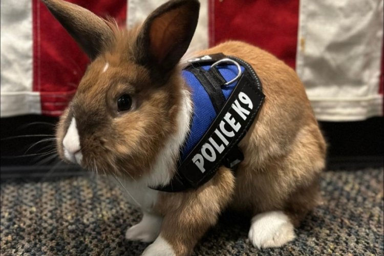 'Tavşan polis' sosyal medyada ilgi odağı oldu